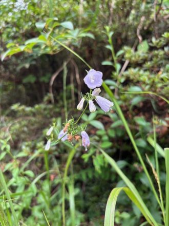 公園だより最新投稿写真