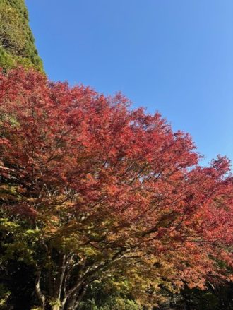 公園だより最新投稿写真