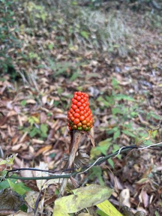 公園だより最新投稿写真