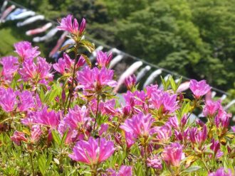 主催イベント：花まつり「つつじ・こいのぼりまつり」2026開催！！の画像
