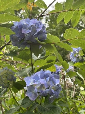 公園だより最新投稿写真