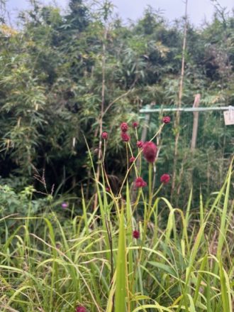 公園だより最新投稿写真