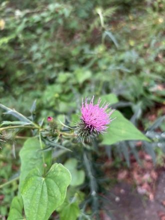 公園だより最新投稿写真