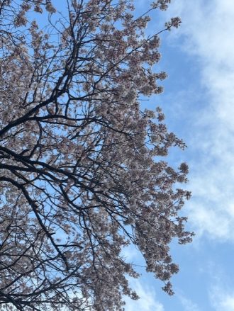 公園だより最新投稿写真