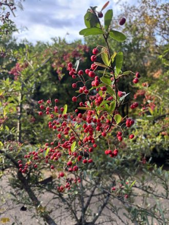 公園だより最新投稿写真