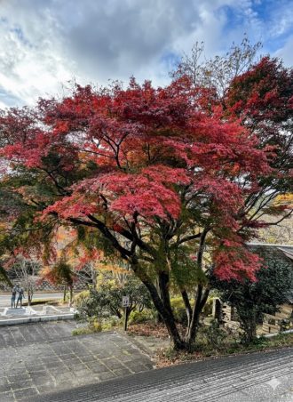 公園だより最新投稿写真
