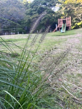 公園だより最新投稿写真