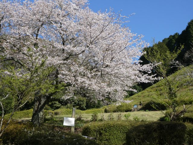 おべんとう広場の写真