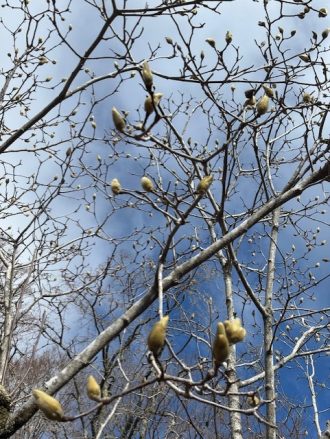 公園だより最新投稿写真