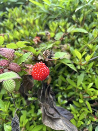 公園だより最新投稿写真