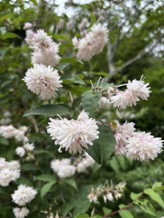 公園だより最新投稿写真