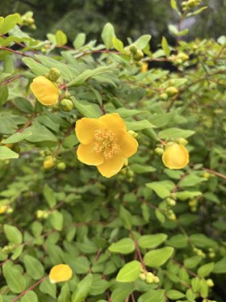 公園だより最新投稿写真