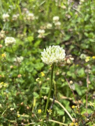 公園だより最新投稿写真