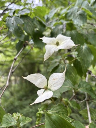 公園だより最新投稿写真