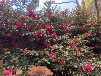 公園だより最新投稿写真