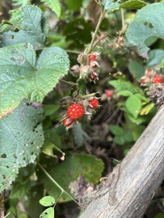 公園だより最新投稿写真