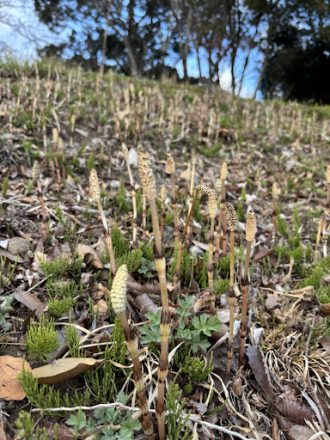 公園だより最新投稿写真