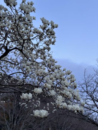 公園だより最新投稿写真