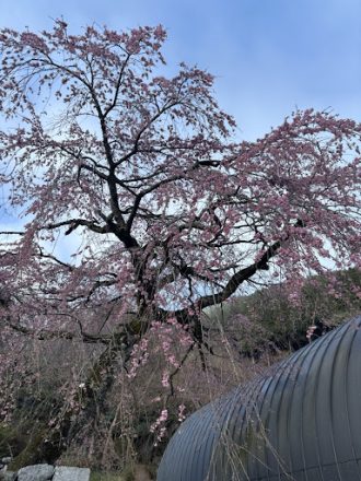 公園だより最新投稿写真