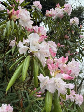公園だより最新投稿写真