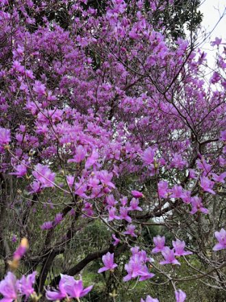 公園だより最新投稿写真