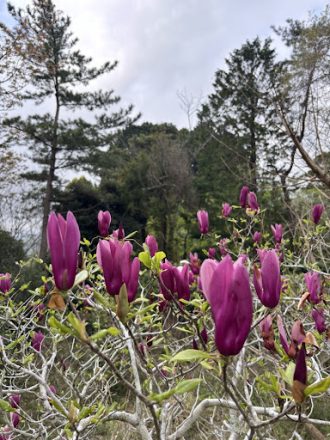 公園だより最新投稿写真