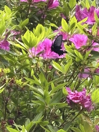 公園だより最新投稿写真