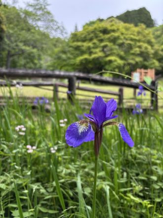 公園だより最新投稿写真