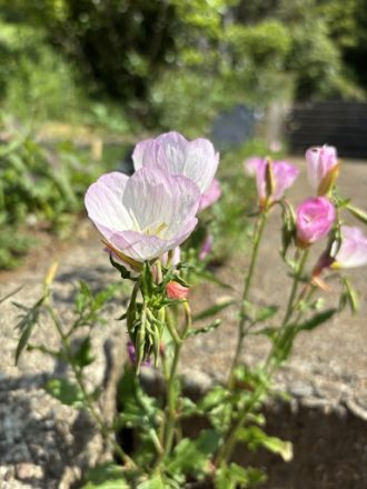 公園だより最新投稿写真