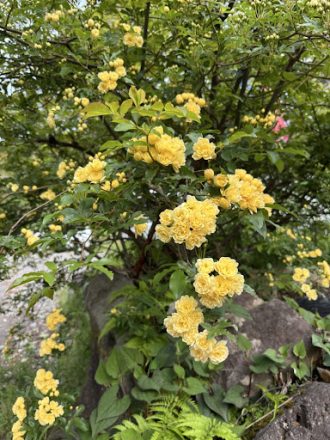 公園だより最新投稿写真