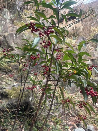 公園だより最新投稿写真