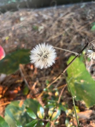 公園だより最新投稿写真