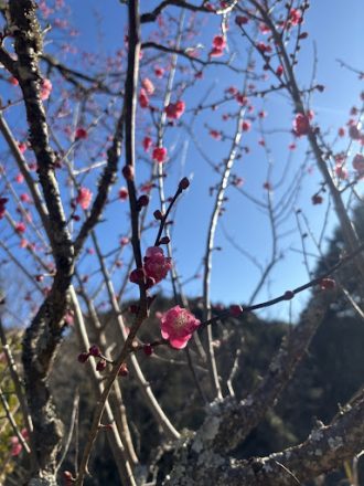 公園だより最新投稿写真