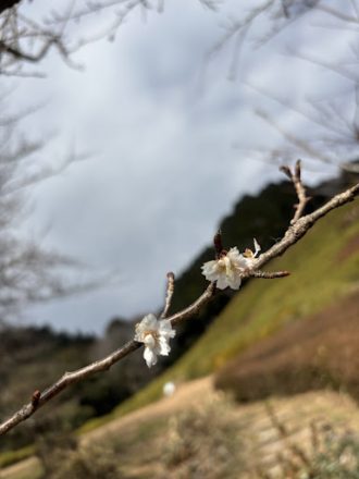 公園だより最新投稿写真