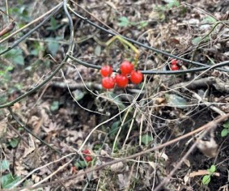 公園だより最新投稿写真