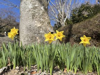 公園だより最新投稿写真