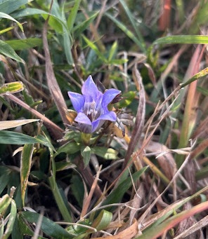 公園だより最新投稿写真