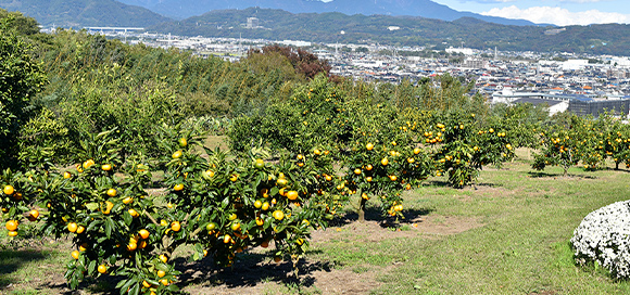 神奈川県立おだわら諏訪の原公園の写真