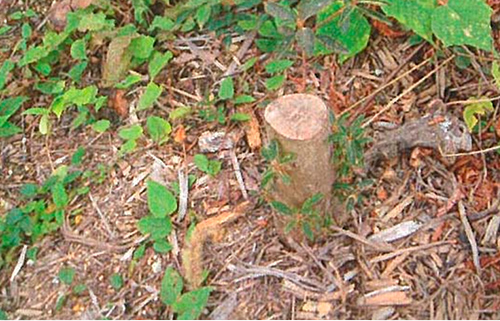 幹の挿し木により発芽するリョウブの写真
