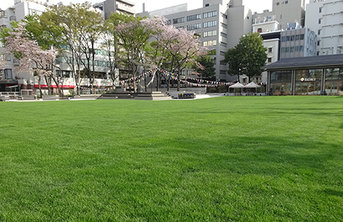 冬芝による芝生管理（4月）の写真