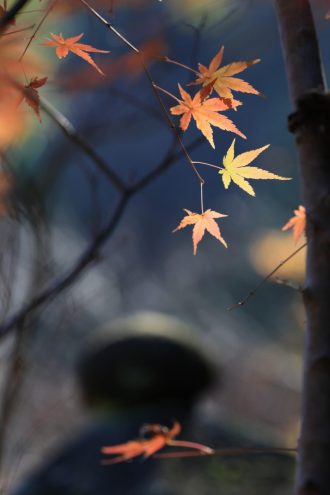 主催イベント:フォトセミナー2025年~ 秋を楽しそうに撮る? さびしそうに撮る? ~の画像