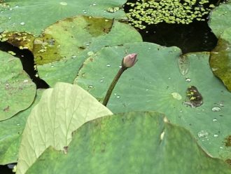 公園だより最新投稿写真