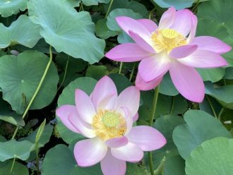 公園だより最新投稿写真