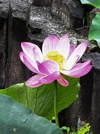 公園だより最新投稿写真
