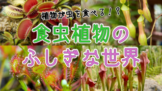主催イベント：【7/19】食虫植物のふしぎな世界の画像