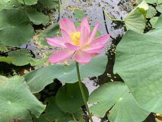 公園だより最新投稿写真