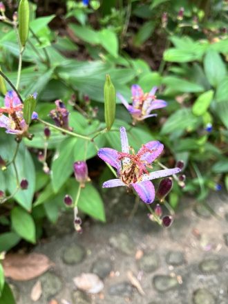 公園だより最新投稿写真