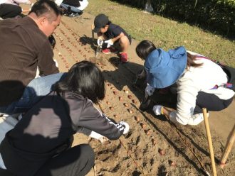 主催イベント:【11/1】チューリップ球根 植え付け体験の画像