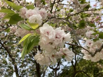 公園だより最新投稿写真