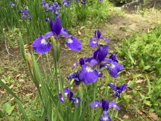 公園だより最新投稿写真